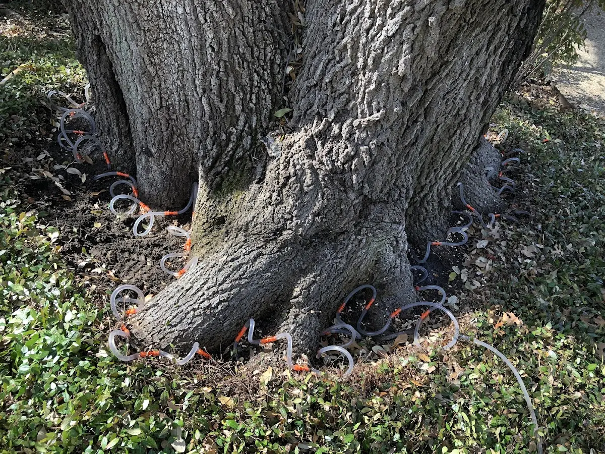 Detailed Tree Cabling and Bracing job site in Union Furnace