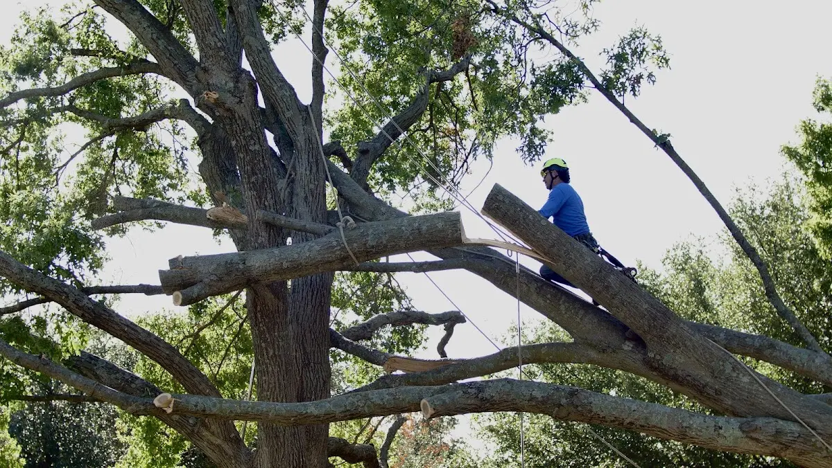 Professional Crown Thinning performed by certified arborists in Union Furnace
