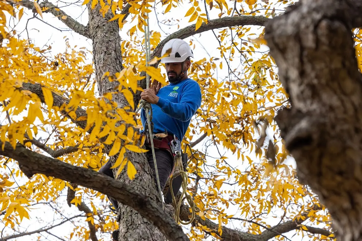 Skilled Tree Planing crew working in Union Furnace