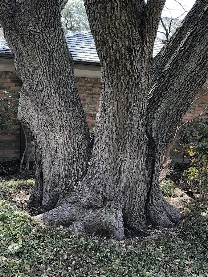 Mature heritage tree close to a Union Furnace property cared for by certified arborists